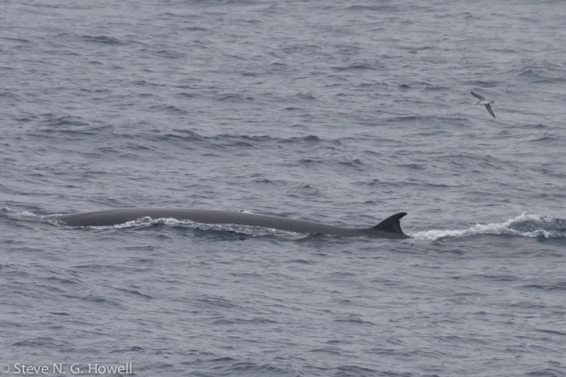 Other sea life may include whales, such as this Bryde’s (pronounced Bruder’s) Whale…. Credit: Steve Howell